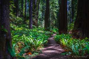 Prairie Creek Redwoods-0251 Prairie Creek Redwoods-0251